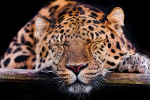 Cute sleepy leopard